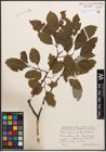 Foto von Salix caprea L. x Salix grandifolia Ser.